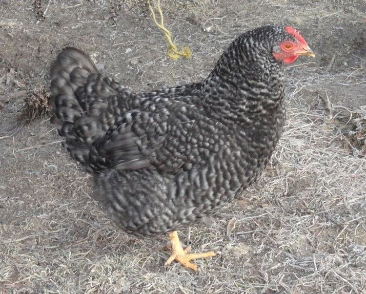 Spelers Ontdekken de Geheimen van Chicken Road in Nederlandse Online Casino's in Netherlands